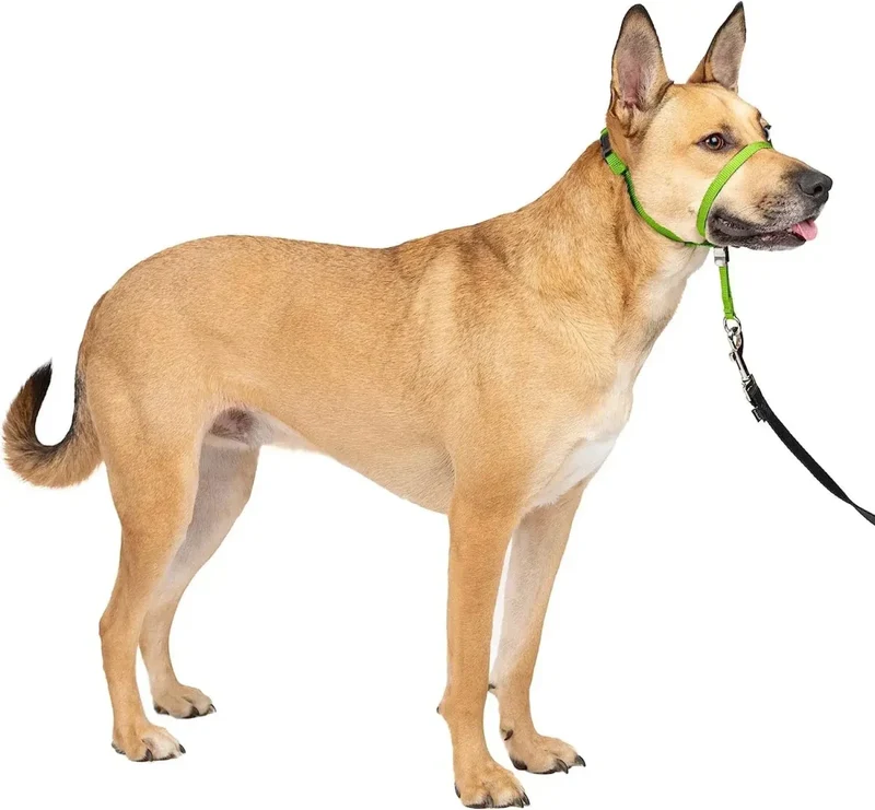 Licol Dressage Anti-Traction Gros Chien