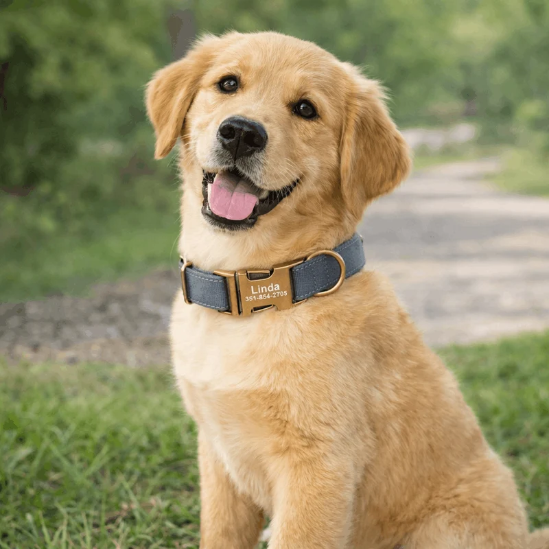 Collier Personnalisé Gravé Gros Chien Nylon