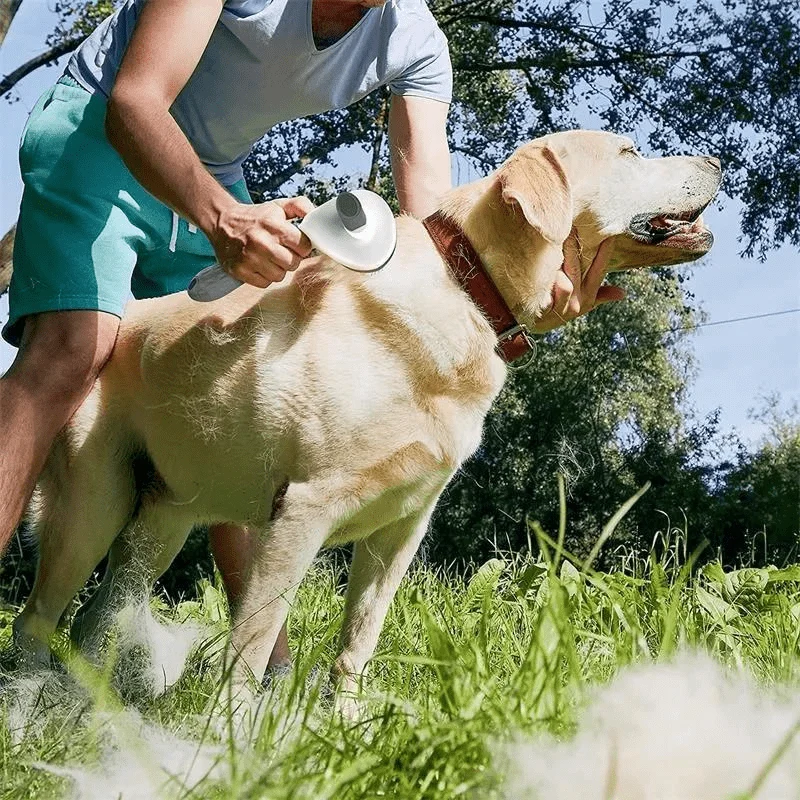 Brosse Toilettage Gros Chien Picots Acier