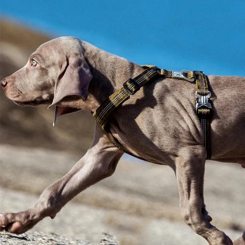 Harnais Anti-Traction Réfléchissant Chien