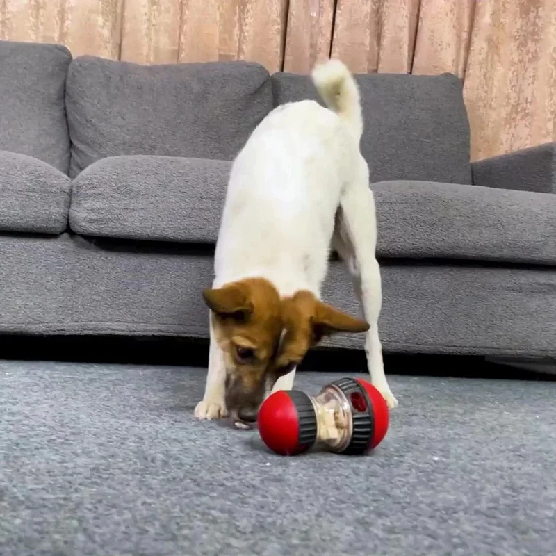 Jouet Distributeur Croquettes Chien Anti-Glouton