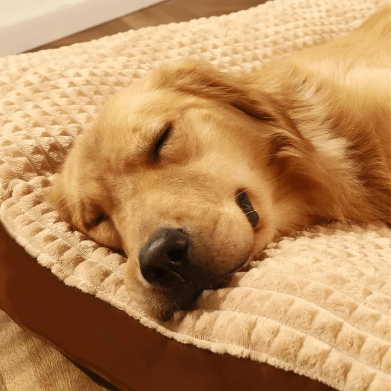 Matelas Orthopédique Gros Chien 7cm M-3XL