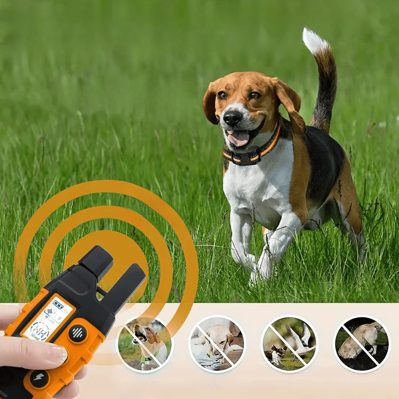 Collier Dressage Télécommande Rechargeable Chien