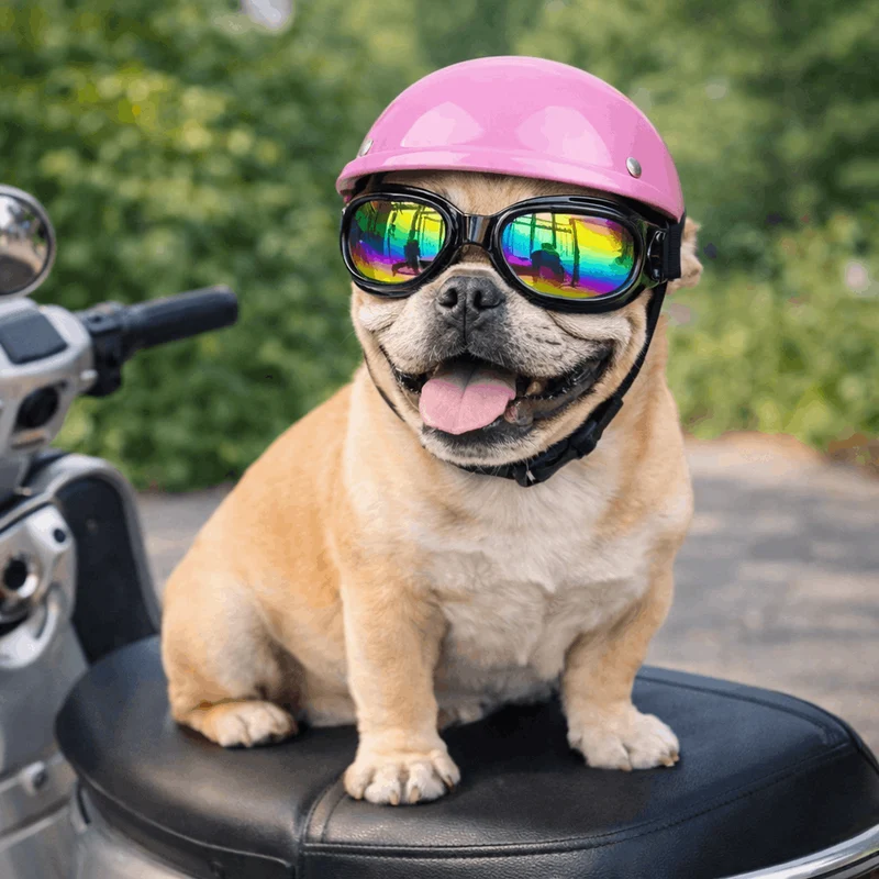Casque Moto Chien Original 6 Coloris S-L