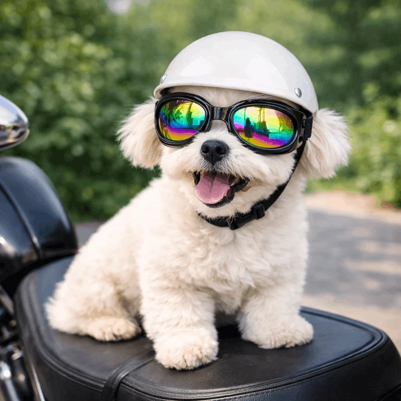 Casque Moto Chien Original 6 Coloris S-L