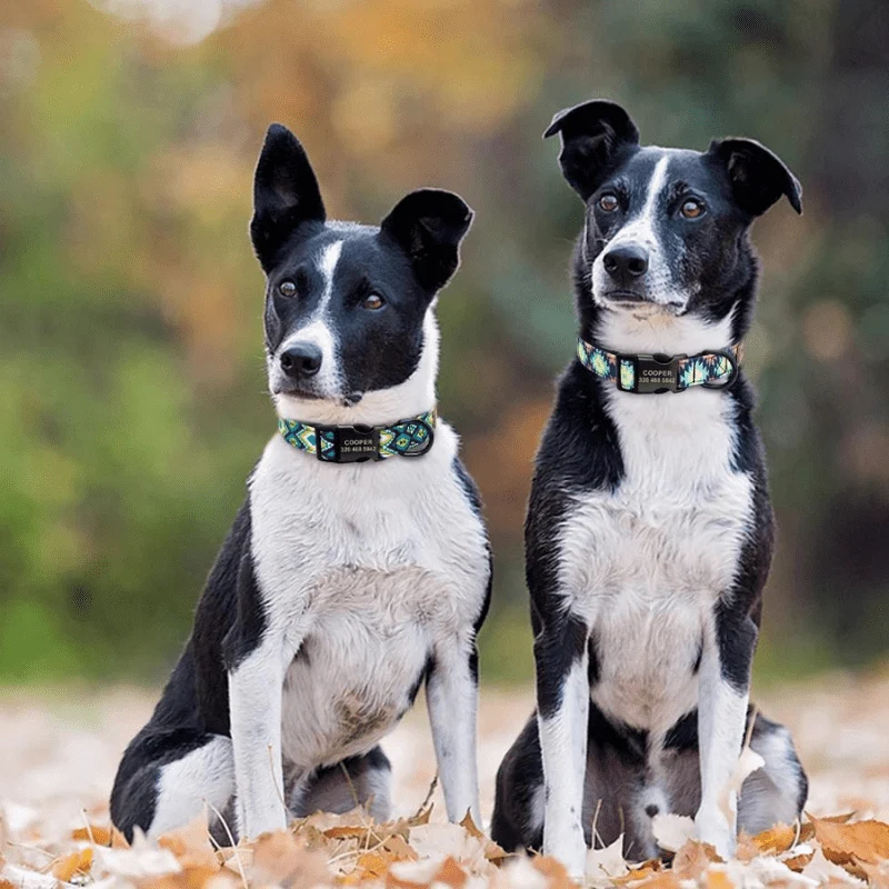 Collier Personnalisé Prénom Téléphone Chien