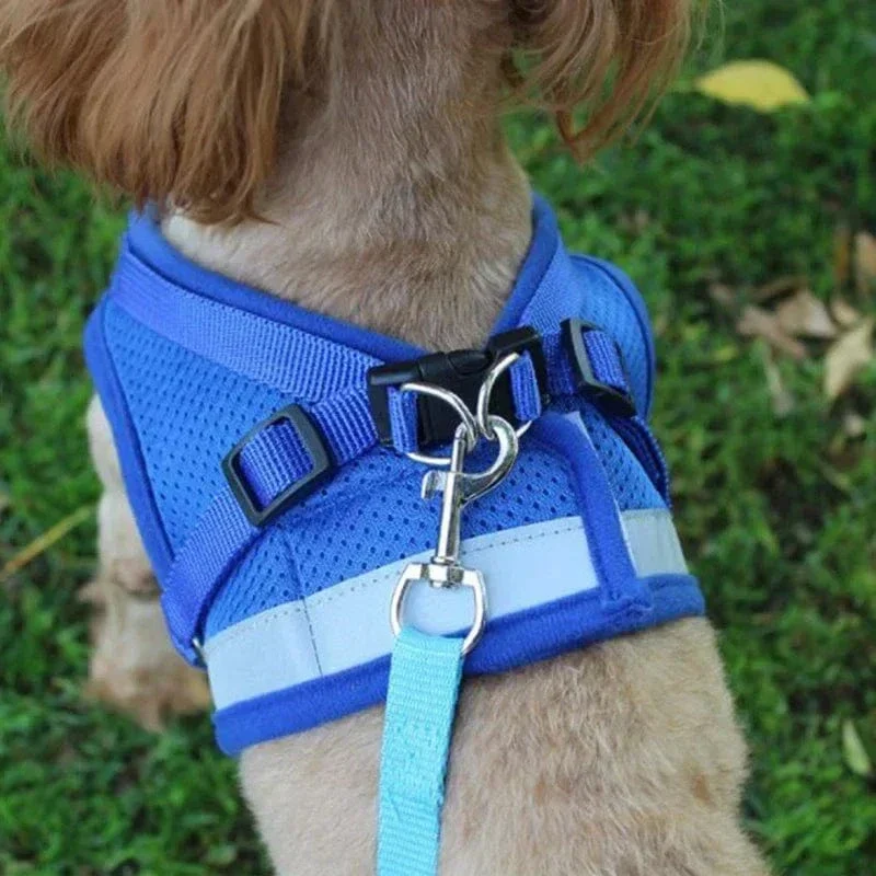 Set Harnais Maille Laisse Collier Gros Chien