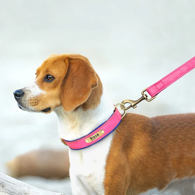 Set Collier Laisse Cuir Gros Chien