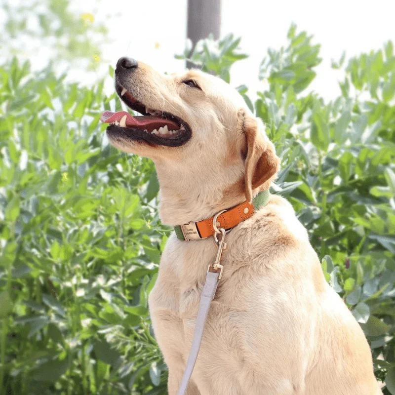 Set Collier Laisse Nylon Gros Chien Ajustable