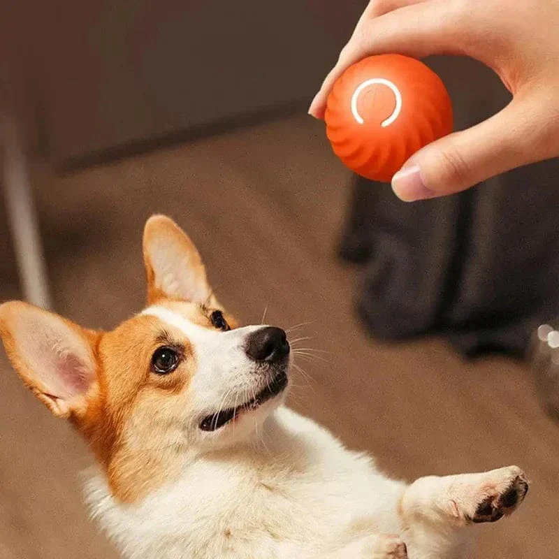 Jouet Interactif Roulant Électrique pour Chien