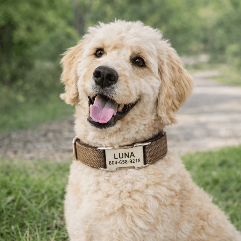 Collier Tressé Personnalisé Gravé Gros Chien