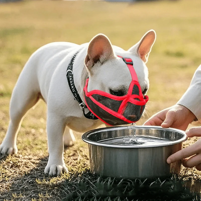 Muselière Bouledogue Français Respirante