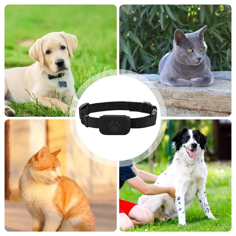 Collier GPS Connecté Chien Sans Abonnement