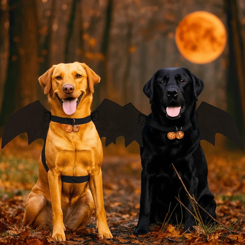 Déguisement Halloween Chauve-Souris Gros Chien