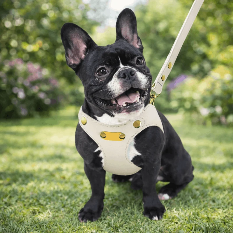 Harnais Cuir Véritable Chien Réglable 4 Couleurs
