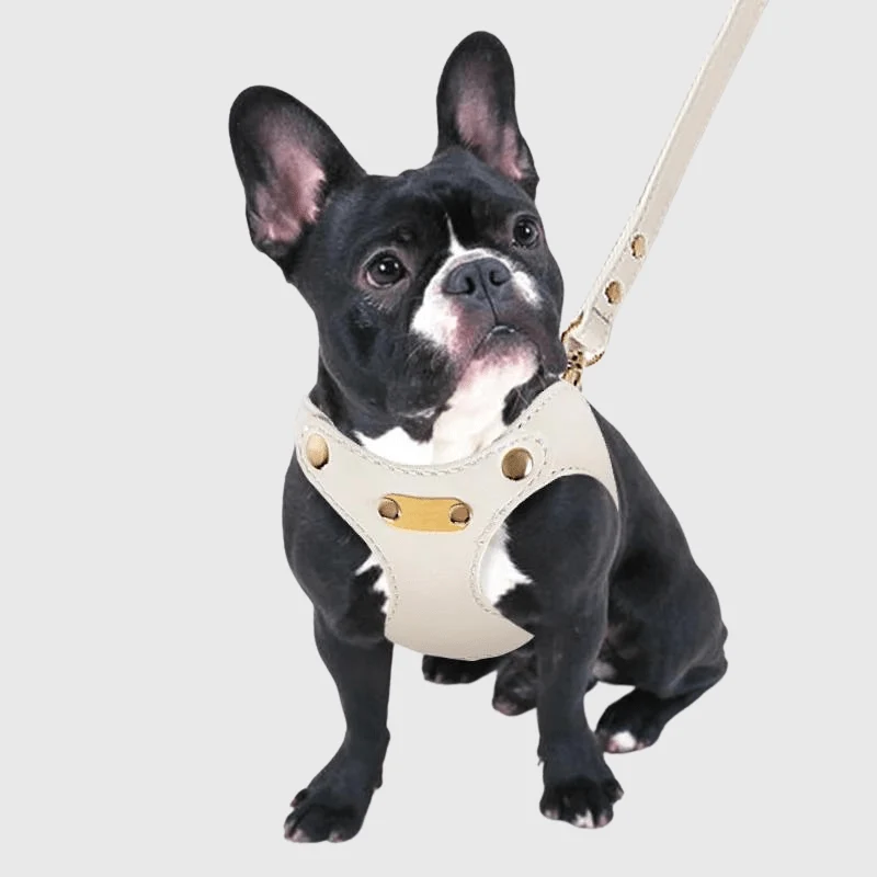 Harnais Cuir Véritable Chien Réglable 4 Couleurs