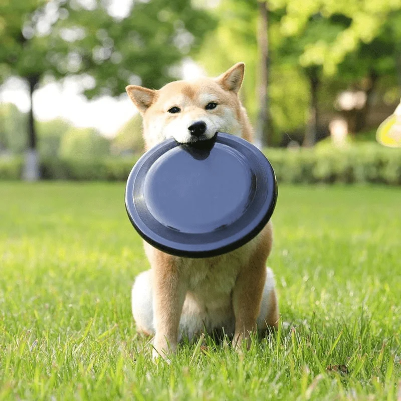 Frisbee Caoutchouc Chien Résistant 22cm
