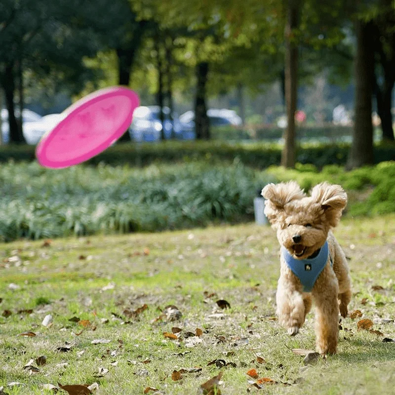 Frisbee Caoutchouc Chien Résistant 22cm