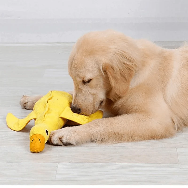 Tapis Fouille Canard Jeu Olfactif Chien