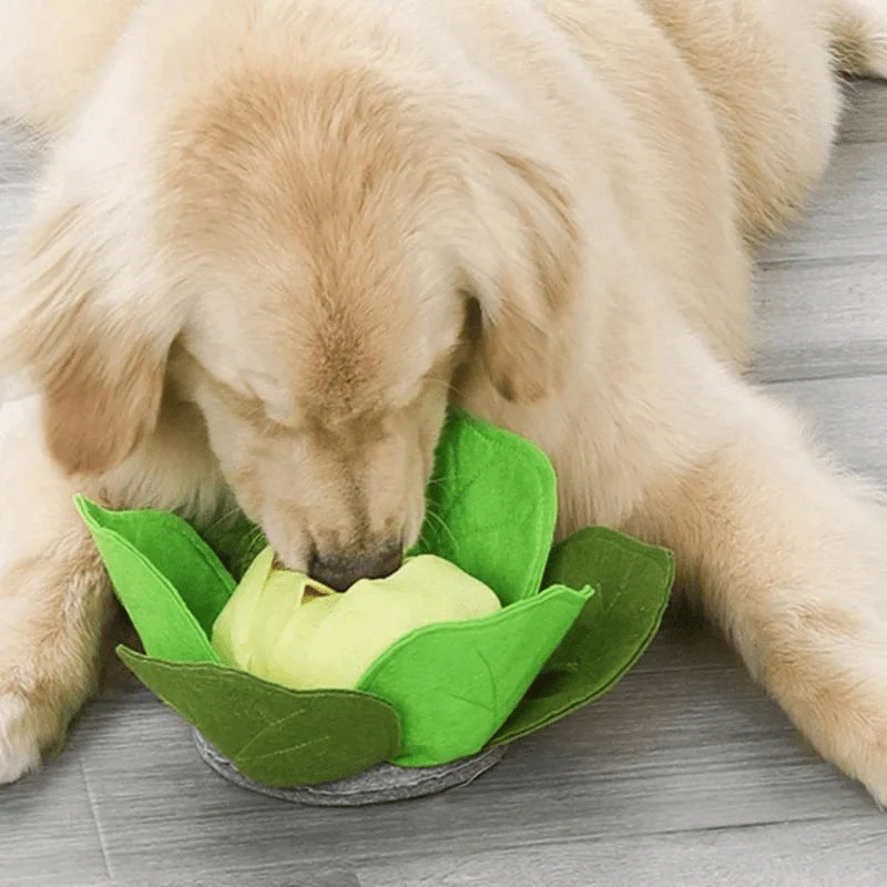 Tapis Fouille Chou-Fleur Olfactif Chien
