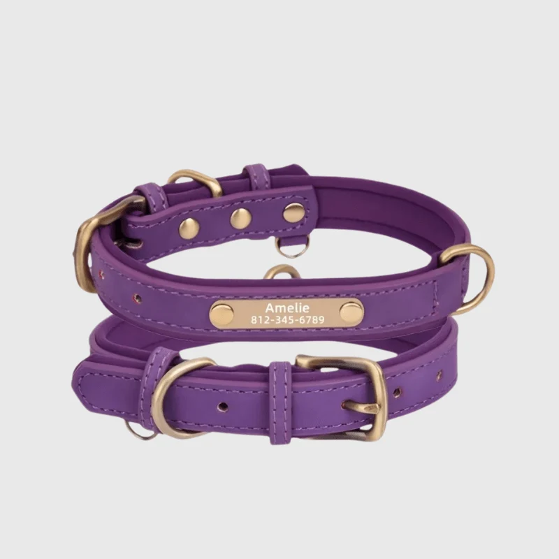 Collier Nylon Plaque Personnalisée Gros Chien
