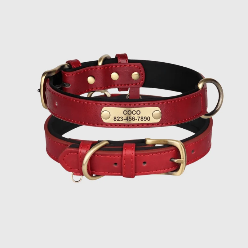 Collier Nylon Plaque Personnalisée Gros Chien