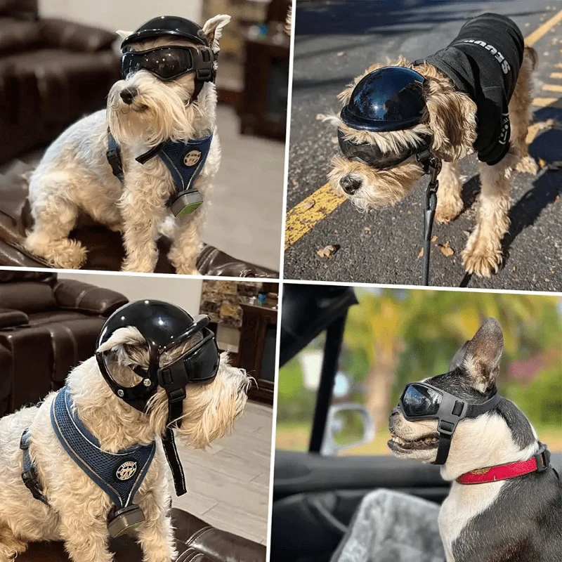 Casque Moto Chien Protection Lunettes Style
