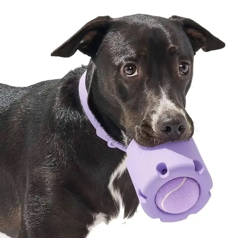 Balle Tennis Caoutchouc Mordant Chien