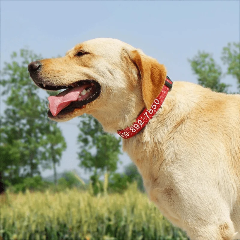 Collier Cousu Personnalisable Nylon Gros Chien