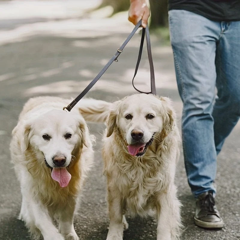 Laisse Multifonction 6-en-1 Gros Chien 2,4m
