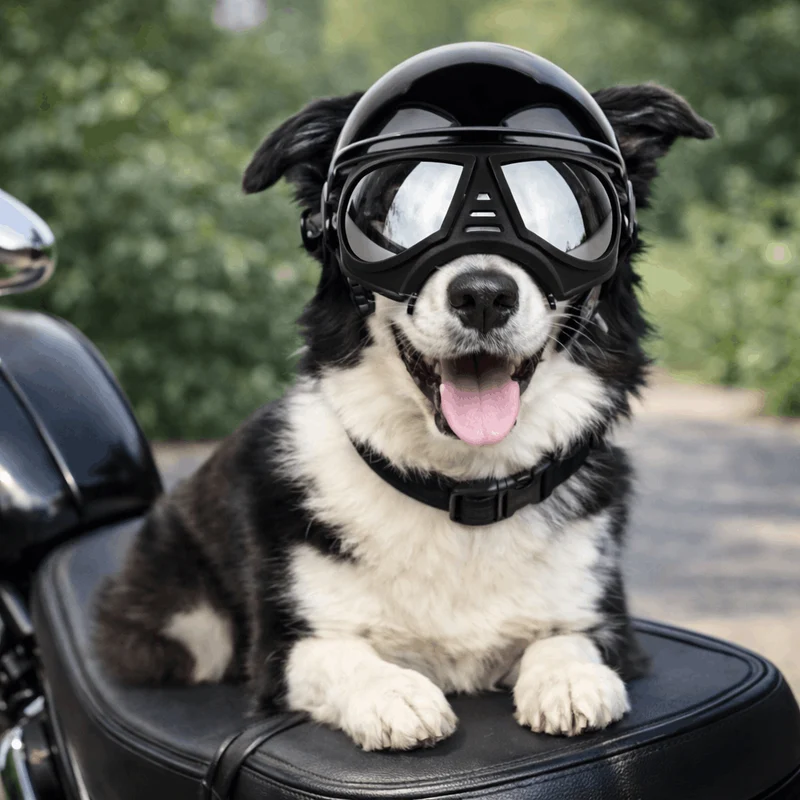 Casque Lunettes Moto Chien Multi-Couleurs Ajustable