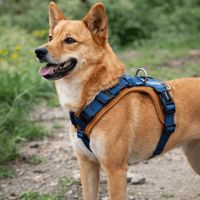 Harnais Anti-Traction Nylon Balistique Gros Chien