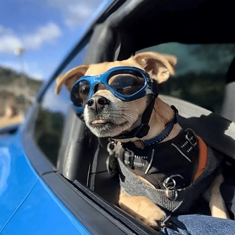 Lunettes Soleil Protection UV Chien
