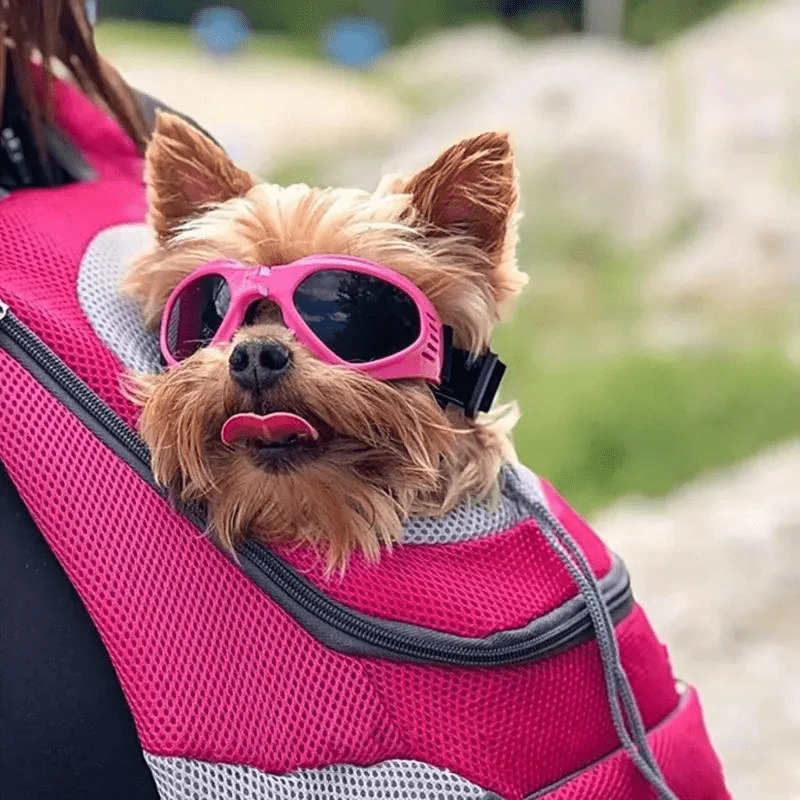 Lunettes Soleil Protection UV Chien