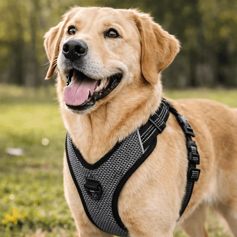 Harnais Anti-Traction Éducatif Gros Chien