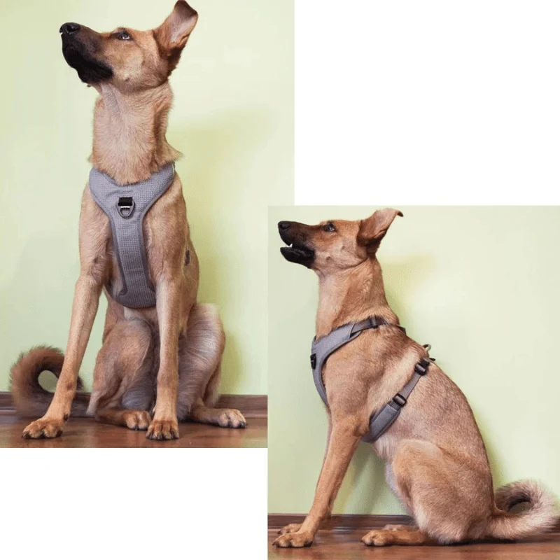 Harnais Anti-Traction Éducatif Gros Chien