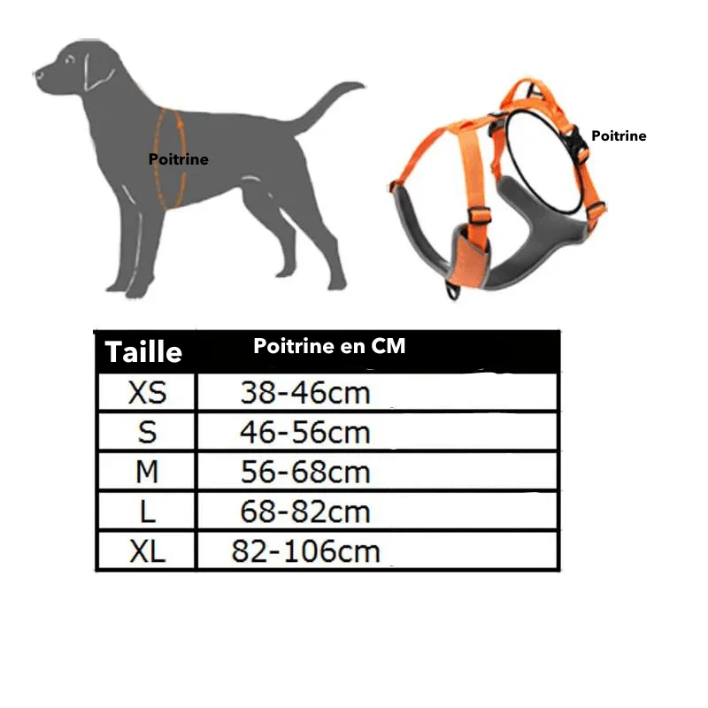 Harnais Anti-Traction Éducatif Gros Chien