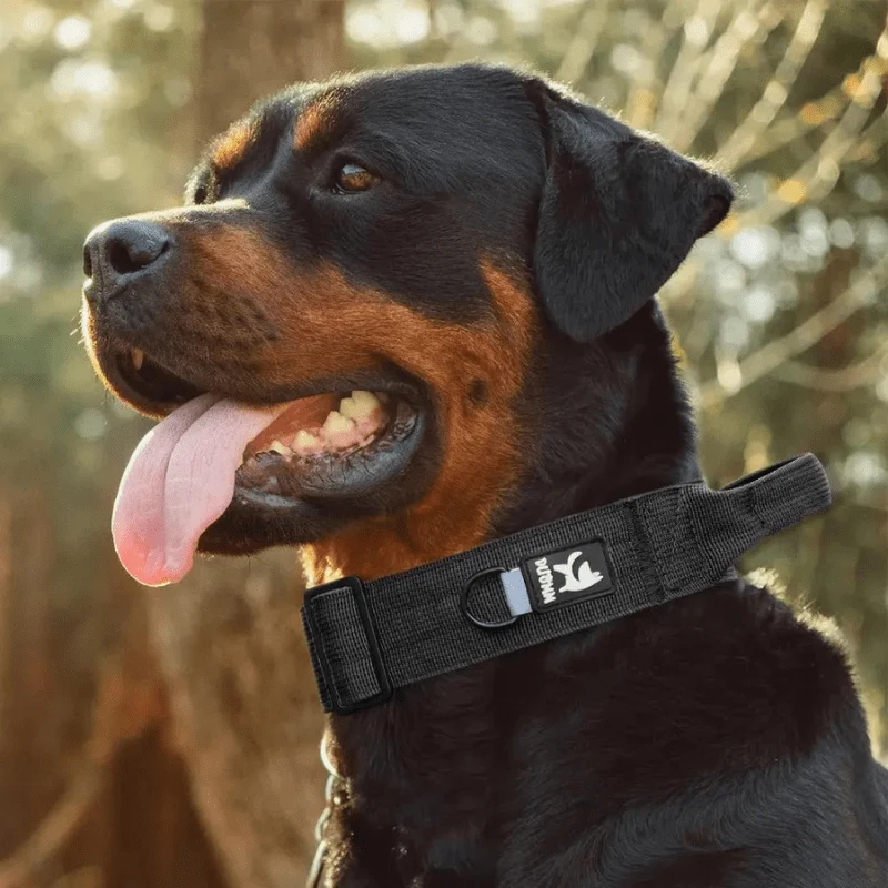 Collier Poignée Contrôle Gros Chien Nylon