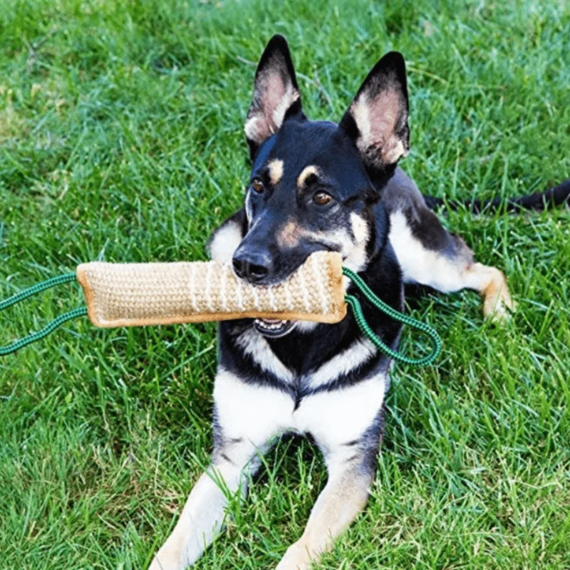 Boudin Mordant Jute Dressage Malinois