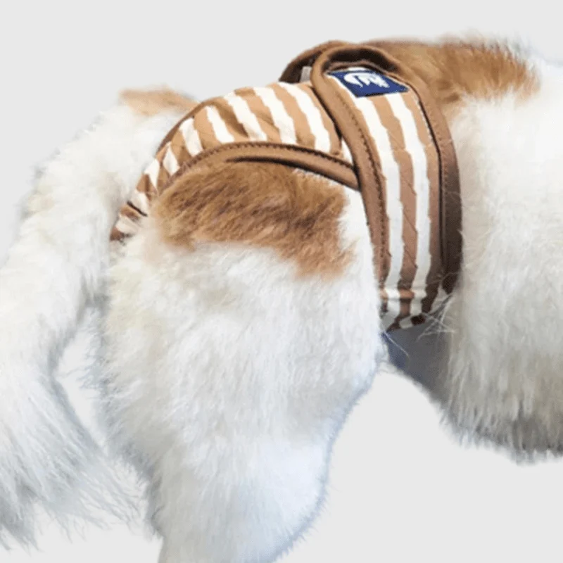 Culotte Hygiénique Réglable Chienne XXL
