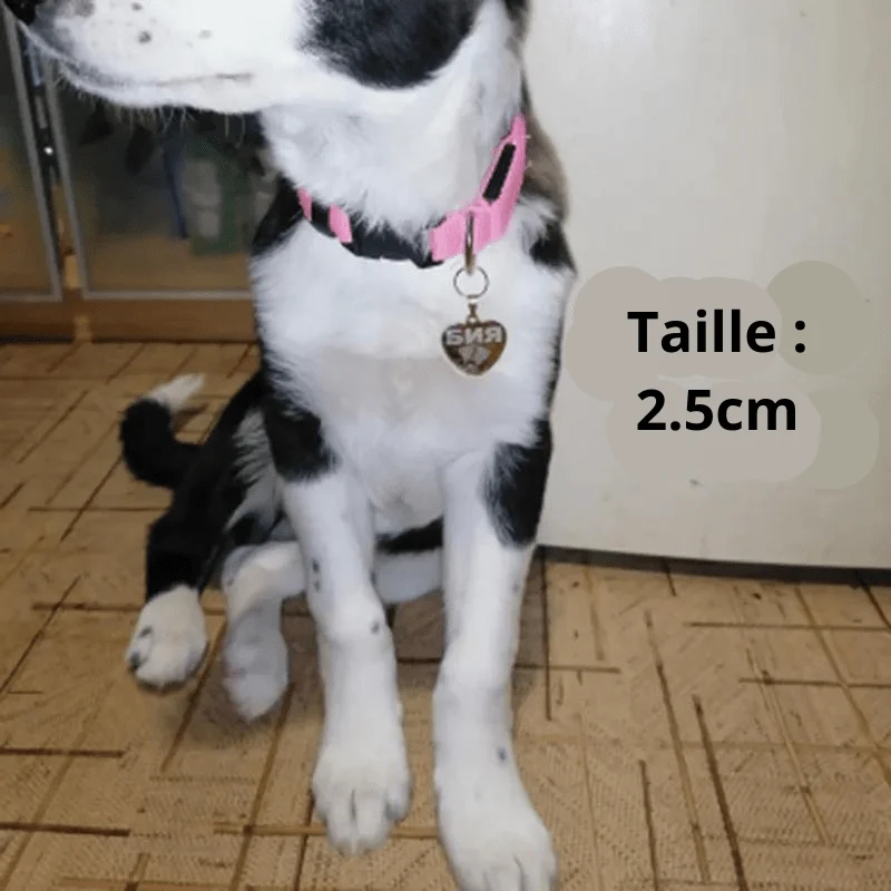 Médaille Gravée Identification Chien Personnalisée