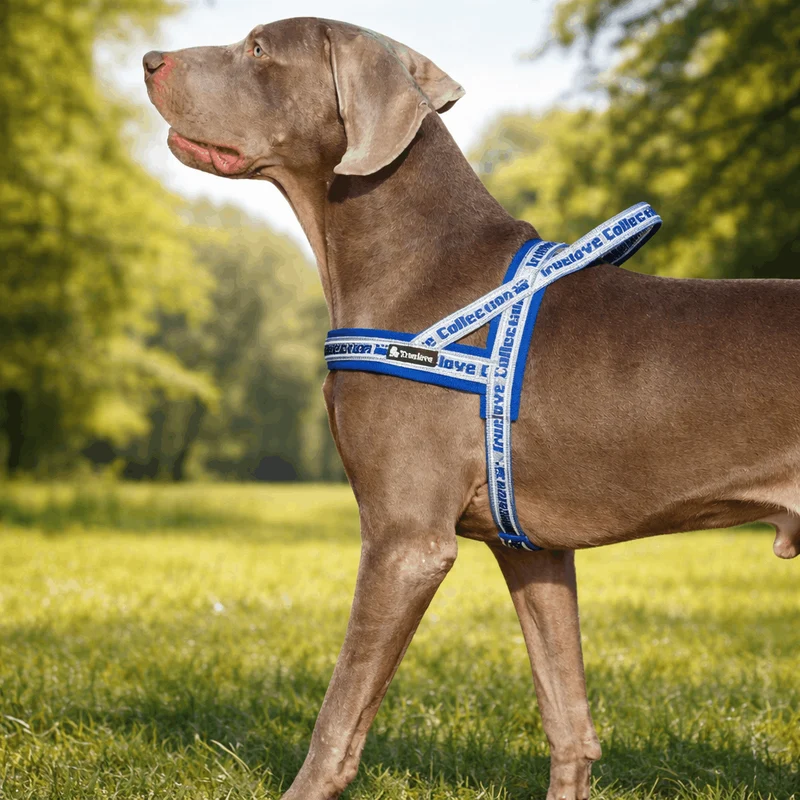 Harnais Anti-Traction Poignée Gros Chien