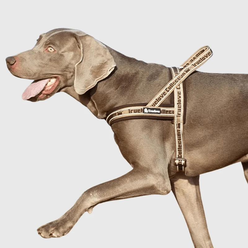 Harnais Anti-Traction Poignée Gros Chien