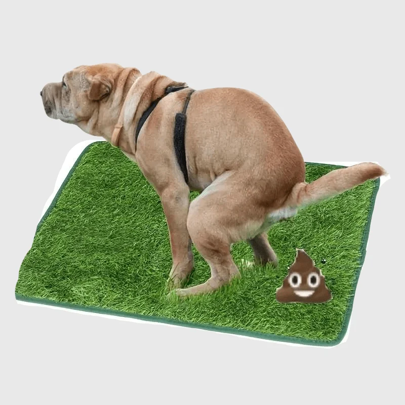 Tapis Hygiénique Chien Appartement