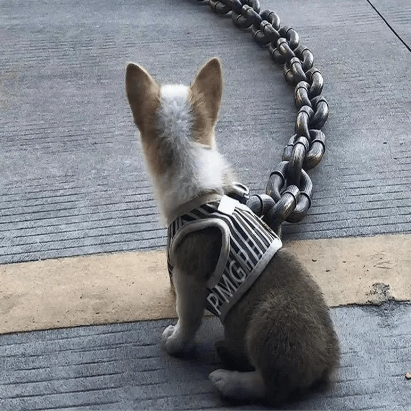 Laisse Chaîne Acier Gros Chien