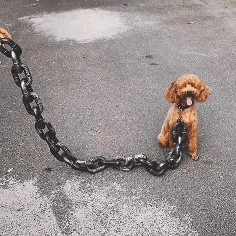 Laisse Chaîne Acier Gros Chien