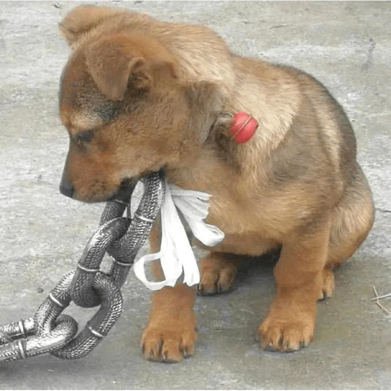 Laisse Chaîne Acier Gros Chien