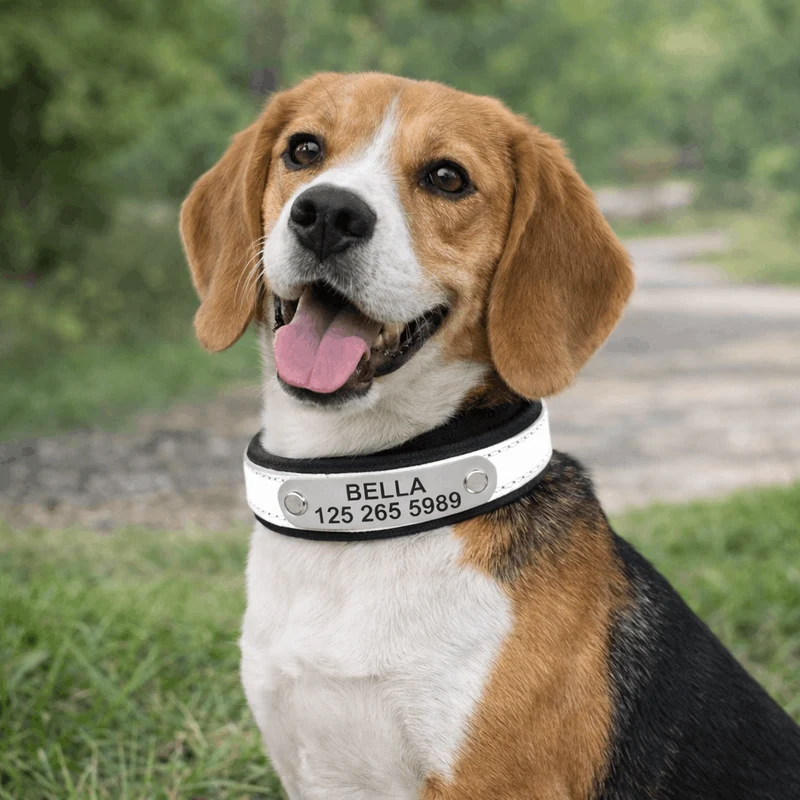 Collier Réfléchissant Haute Visibilité Gros Chien