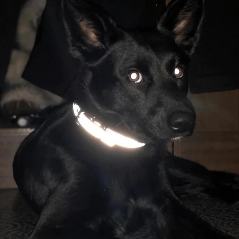 Collier Réfléchissant Haute Visibilité Gros Chien
