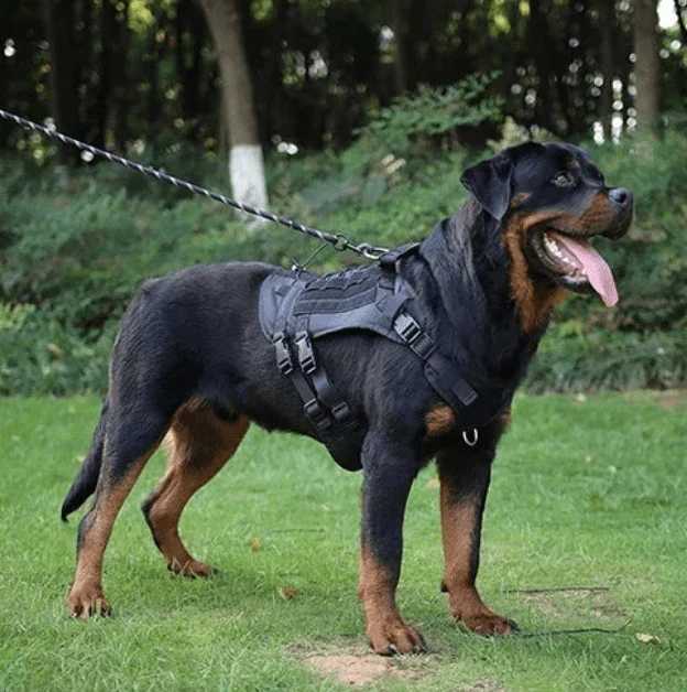 Harnais Tactique Militaire Malinois Berger Allemand
